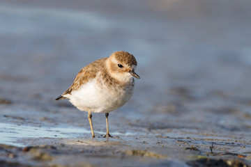Double-banded Dotterel in New Zealand