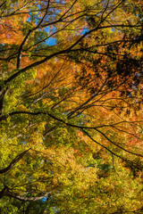 山梨 紅葉