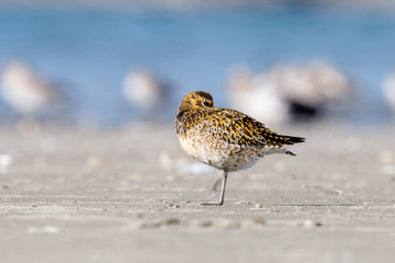 Pacific Golden Plover in New Zealand