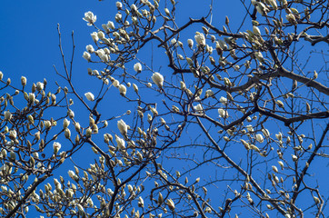 青空に映えるモクレンの花