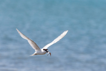 White-fronted Tern in New Zealand