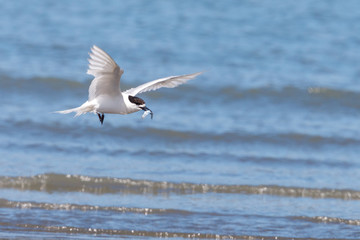 White-fronted Tern in New Zealand