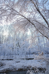 Rivers and plants after snow