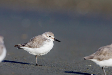 Wrybill Endemic Wader of New Zealand