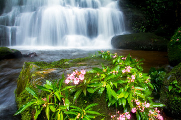 snap dragon flowers in waterfall forest