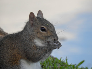 Obraz premium Hungry Squirrel Eating Seeds in Cocoa Beach, Florida