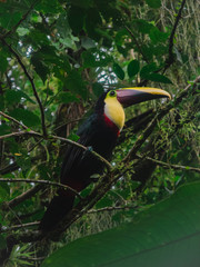 Toucan on a branch in Costa Rica