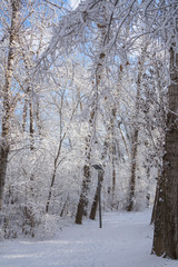 Trees and ground after snow