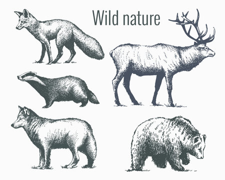 Set of wild forest animals in the style of vintage hand-drawn graphics.