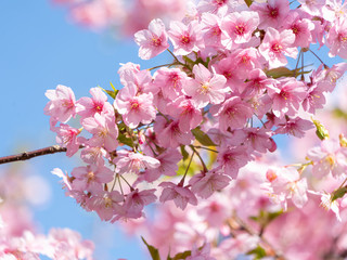 Close up of Cherry blossom, Kawazu Sakura