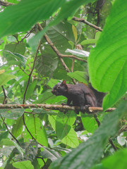 Black squirrrel in costa rica