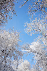 Branches after snow and clear sky