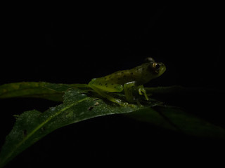 Glass frog in the rainforest