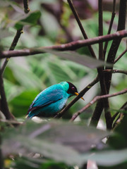 Blue bird called Green honeycreeper