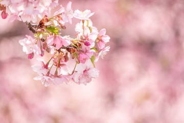 背景をぼかした河津桜の花