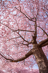 魚眼レンズで撮影した河津桜の木