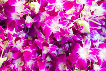 Closeup view of heap of many pink and purple tropical orchid flowers. Can be used as nature flower background