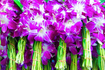 Closeup view of many pink and purple orchid bouquets at tropical flower market