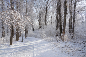 Trees and ground after snow
