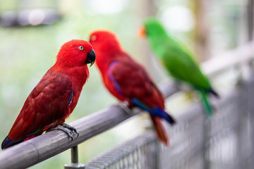 Colorful lorikeets