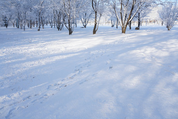 Trees and ground after snow