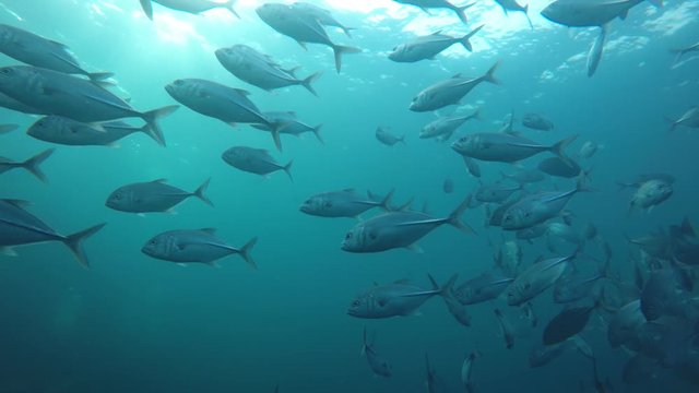 School of Bigeye Trevally fish in the ocean