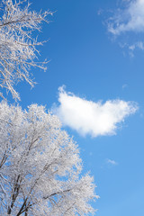 Branches after snow and clear sky