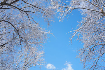 Branches after snow and clear sky