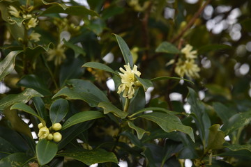 Obraz premium Japanese star anise is an evergreen tree with pale yellow flowers in spring, but is a toxic plant that contains anisatin in its seeds.