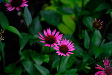 鮮やかなピンクの花＿ディモルフォセカ_花言葉_元気_豊富