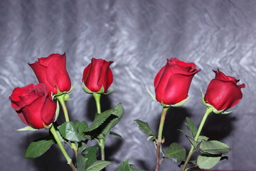 Obraz premium five red roses