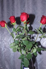 five red roses