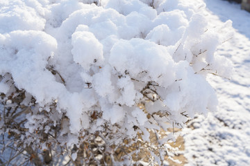 The snow of the Bush after the snow