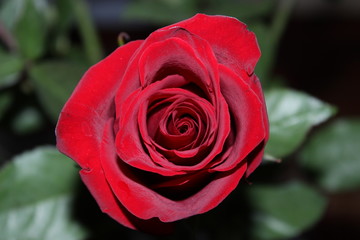 red rose close up