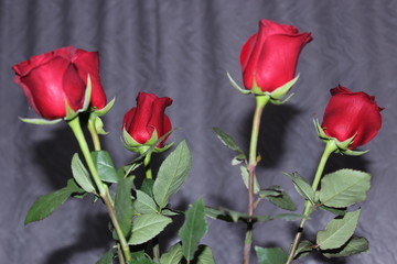 five red roses