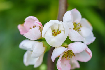 ボケの花