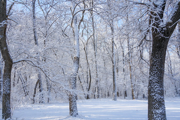 There are rime trees after the snow