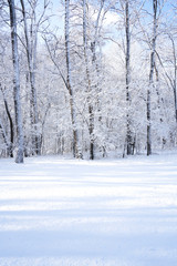 There are rime trees after the snow