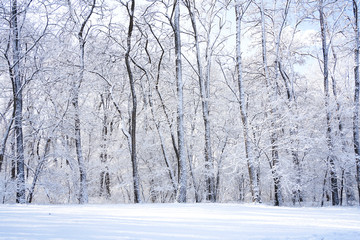 There are rime trees after the snow