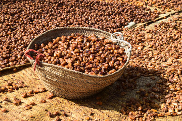 Dry sweet fruit dates in ripening process, close up healthy nutrition energy source in garden