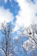 Branches and sky after snow