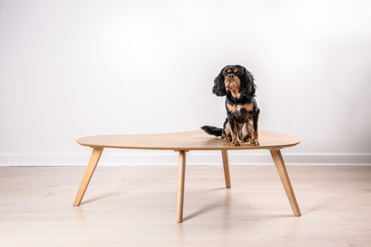 A Cute Dog Sits On Top Of A Wooden Coffee Table, In A Room With A White Wall. Cavalier King Charles Spaniel Breed. The Dogs Tail Is Wagging.