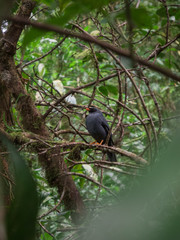 Bird called Black faced Solitaire perched on a tree