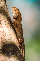Fototapeta premium Lizard on tree branch
