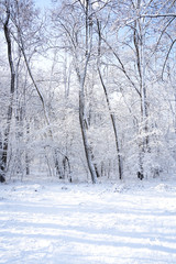 There are rime trees after the snow