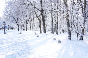 There are rime trees after the snow
