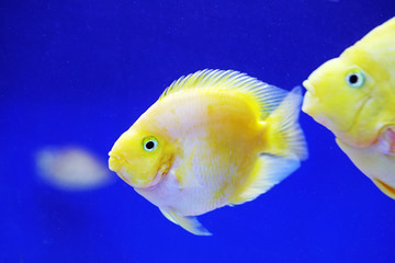 Tropical golden parrot fish in blue background
