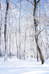 There are rime trees after the snow