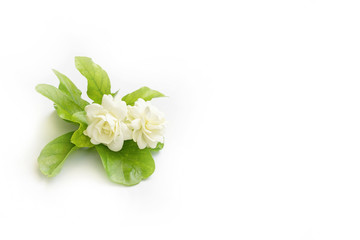Blossom fragrance jasminum sambac isolated on white background. 