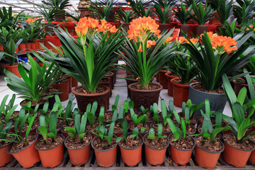 kaffir lily in the garden